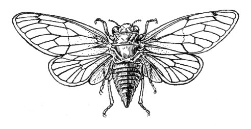 A drawing of a cicada.