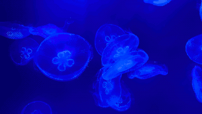 Jellyfish.